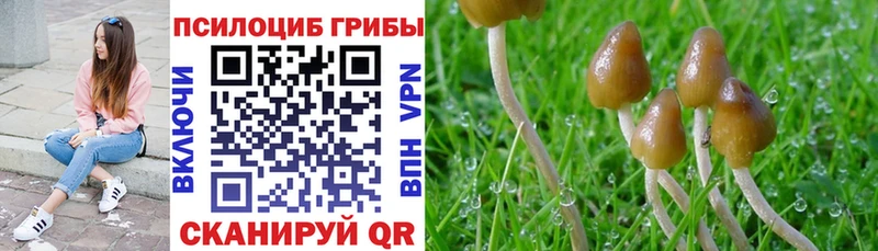 Псилоцибиновые грибы Psilocybe  наркотики  Горячий Ключ 