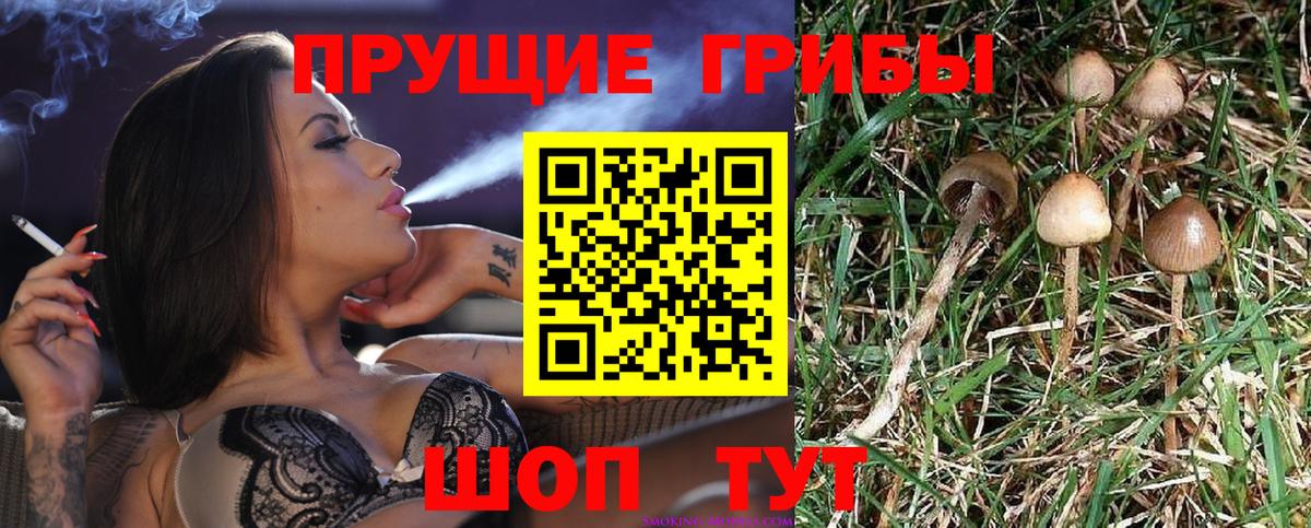 Галлюциногенные грибы Cubensis Горячий Ключ